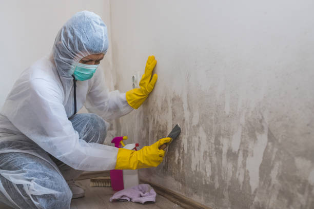 Mold Remediation for Rental Properties in Riverbend, WA