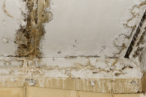 Best Mold Remediation for Healthcare Facilities  in Riverbend, WA