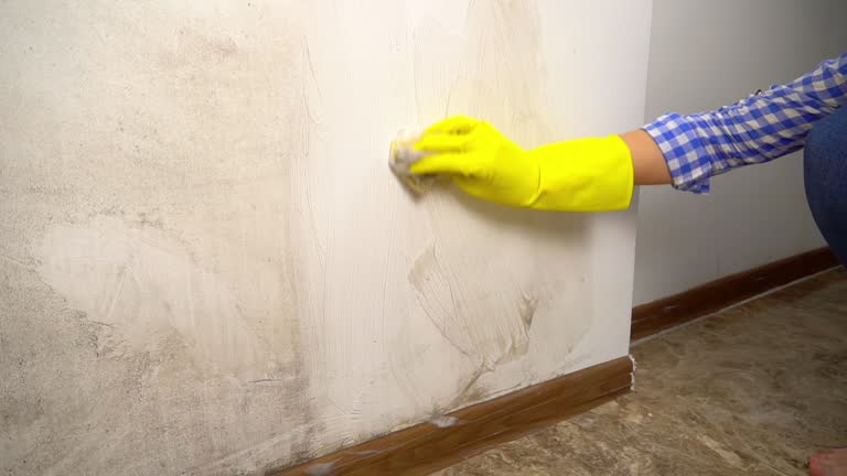 Best Mold Odor Removal Services  in Riverbend, WA