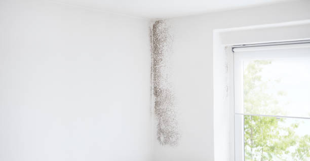 Best Attic Mold Removal  in Riverbend, WA