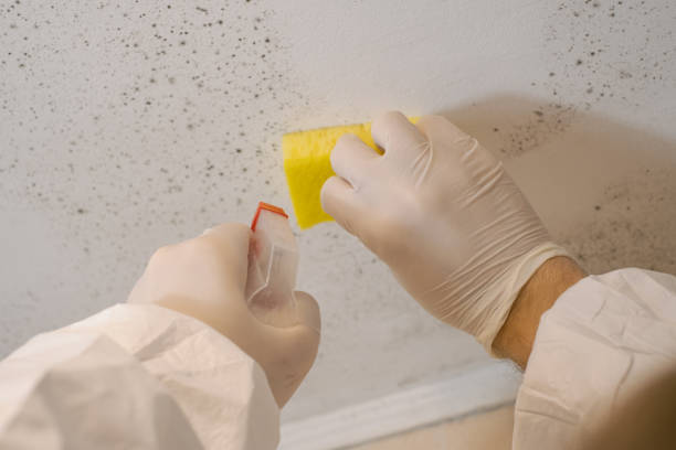 Best Basement Mold Removal  in Riverbend, WA