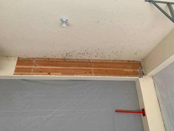 Mold Odor Removal Services in Riverbend, WA