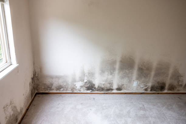 Best Air Quality Testing for Mold Spores  in Riverbend, WA